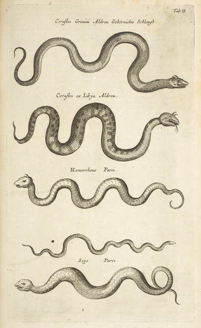 Fane II, Snakes, Illustration fra fra 