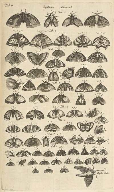 Tab. IV, Sommerfugle og møl, Illustration fra fra 