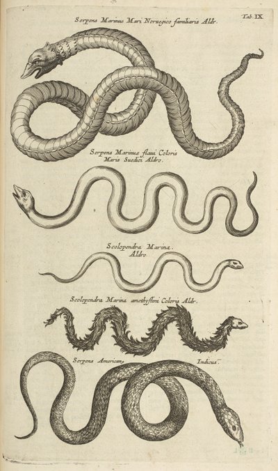 Fane IX, Sea Snakes, Illustration fra fra 
