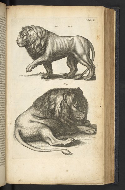 Tab L, Lions, illustration fra 