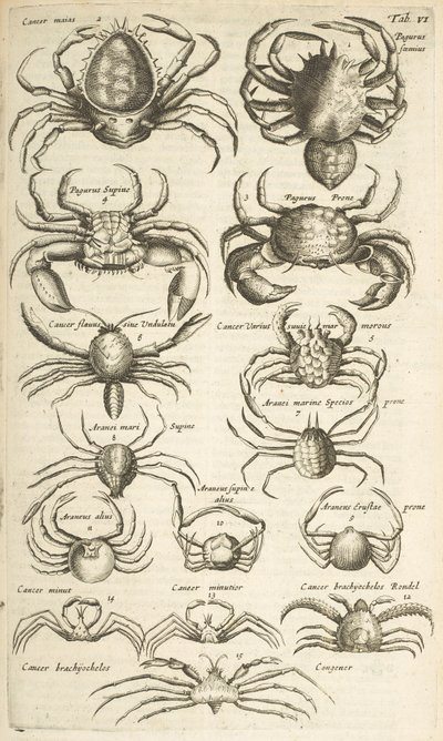 Fane VI, Krabber, Illustration fra af Mattaus the Younger Merian