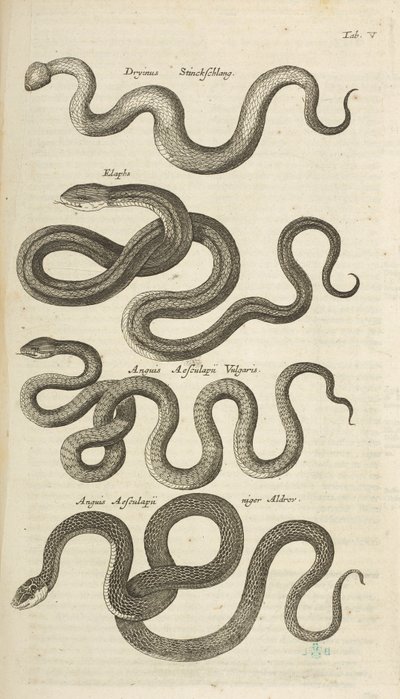 Fane V, Snakes, Illustration fra fra 
