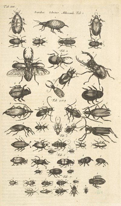 Fane XIII, biller, illustration fra 