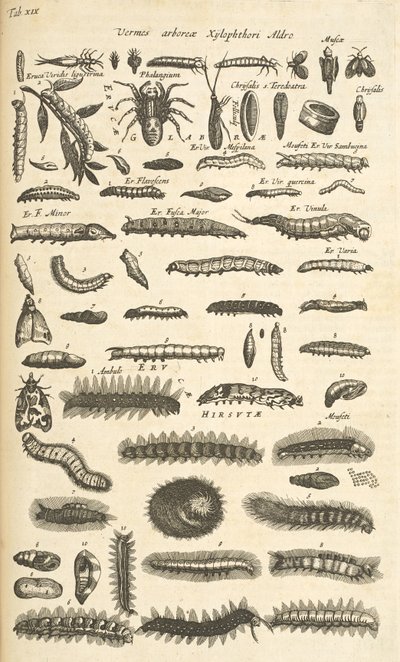 Tab XIX, Caterpillars, Illustration fra fra 