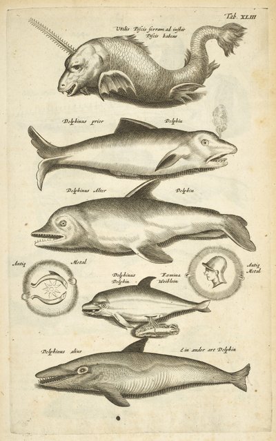 Fane 43, Delfiner, Illustration fra fra 