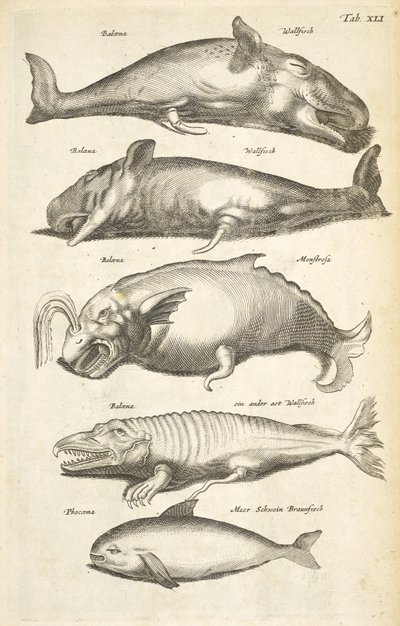 Tab XLI, Hvaler, Illustration fra 