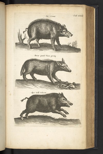 Fane 48, Vildsvin, Illustration fra 