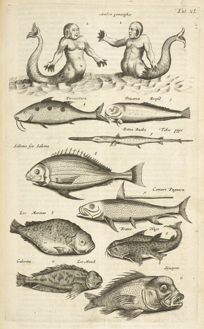 Tab 40, Anthropomorphos; Havfrue; Havmand; Tropical Fish, Illustration fra fra 