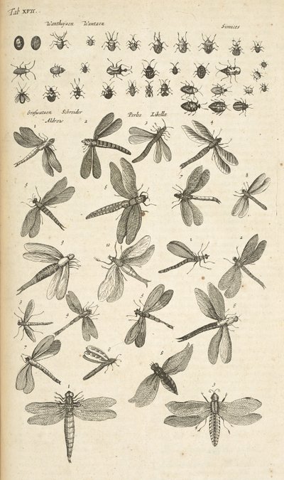 Fane XVII, guldsmede, Illustration fra fra 