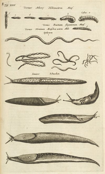 Fane XXIV, Snegle og orme, Illustration fra 