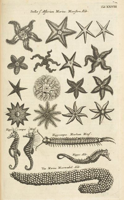 Fane XXVIII, Søstjerner og Søheste, Illustration fra af Mattaus the Younger Merian
