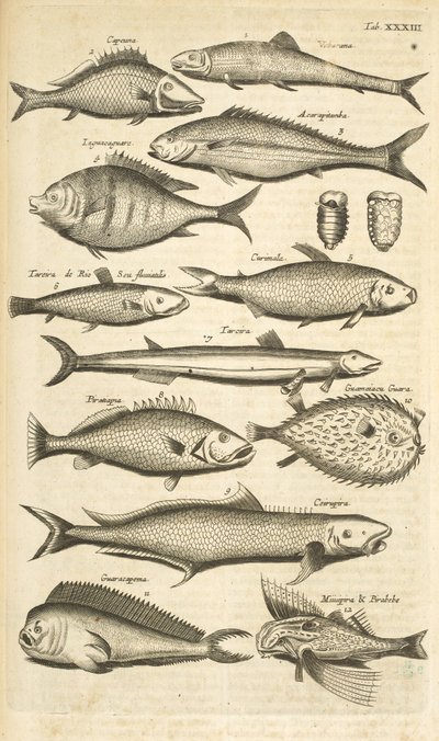 Tab. 33, Spiny fish, Illustration fra fra 