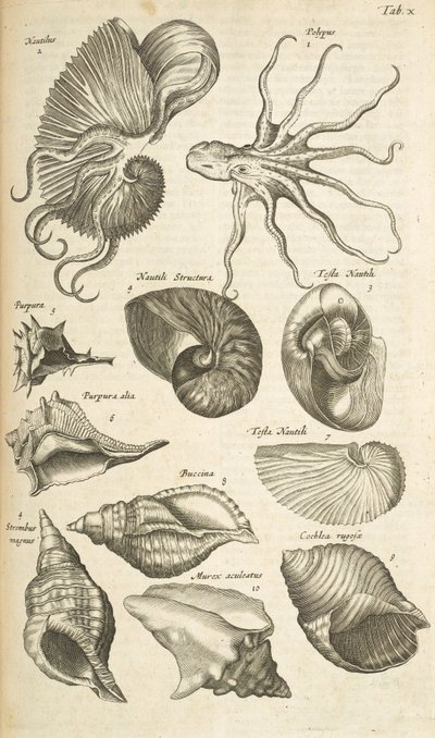 Tab X, blæksprutte og Nautilus skaller, Illustration fra 