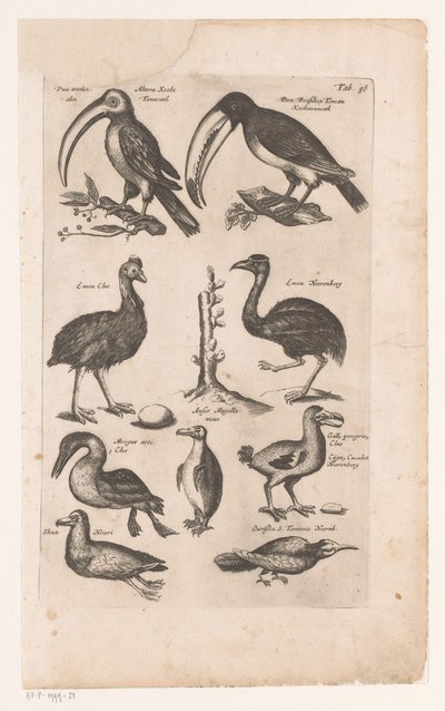 Tokans og andre fugle Fuglenes naturhistorie, bog 6 J. Jonston (serietitel) af Matthaus Merian