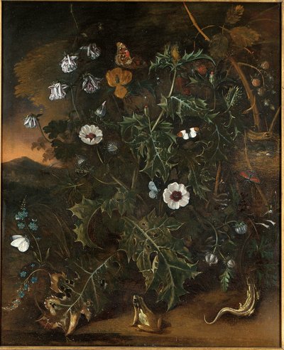 Tidsler, brambær, valmuer og andre planter af Matthias Withoos