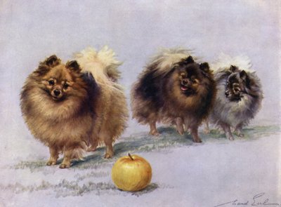 Tre af Mrs Hall Walkers Champion Pomeranians af Maud Earl