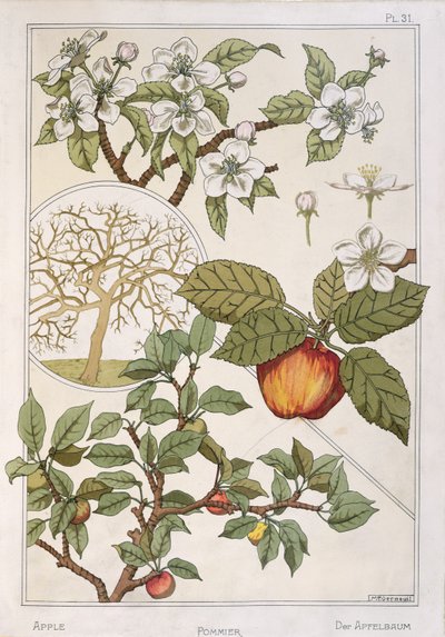 Æbletræ, frugter og blomster, fra 