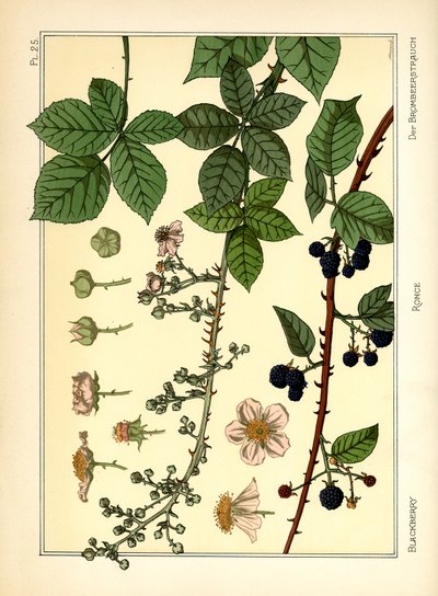 The Blackberry Bush (farve litho) af Maurice Pillard Verneuil