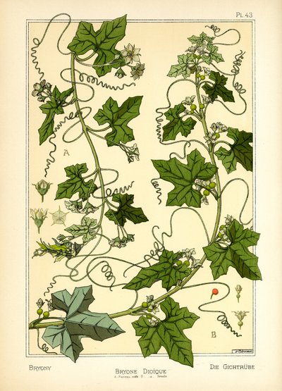 The Bryony (farve litho) af Maurice Pillard Verneuil