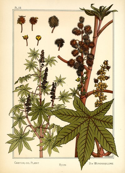 Castor Oil Plant (farve litho) af Maurice Pillard Verneuil