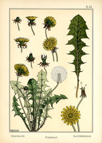 Mælkebøtten (farve litho) af Maurice Pillard Verneuil