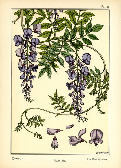 Glycinen (farve litho) af Maurice Pillard Verneuil