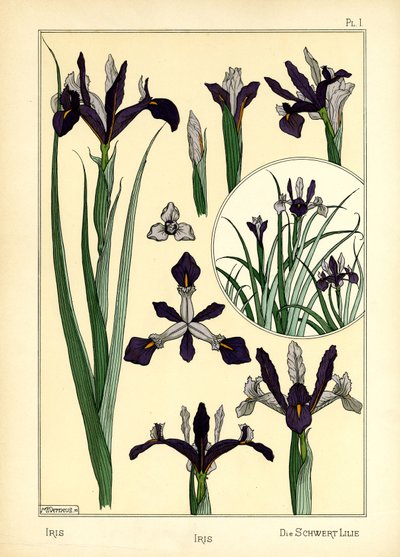 Iris (farve litho) af Maurice Pillard Verneuil