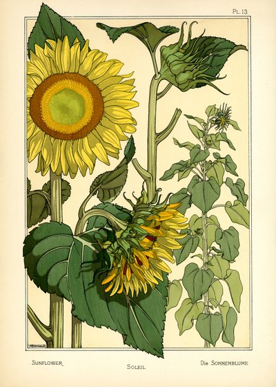 The Sunflower (Color Litho) af Maurice Pillard Verneuil