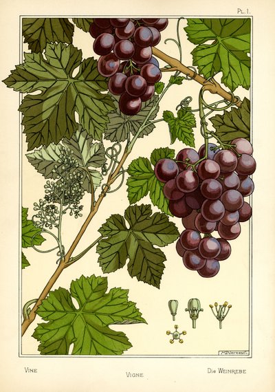 The Vine (farve litho) af Maurice Pillard Verneuil