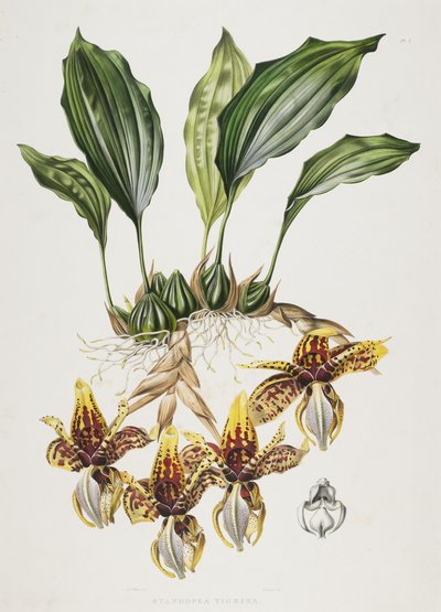 Stanhope Tiger Orchid, 1838 af Maxim Gauci