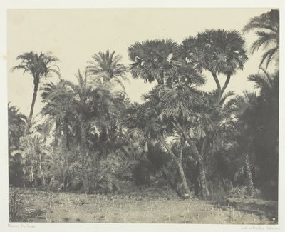 Træ af dadelpalmer og palmetræer Doums, Øvre Egypten, 184951, trykt 1852. af Maxime Du Camp