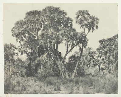 Doum palmer, Øvre Egypten af Maxime Du Camp