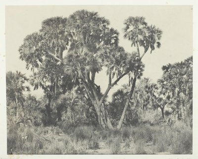 Palmetræer Doums, Øvre Egypten, 184951, trykt 1852. af Maxime Du Camp