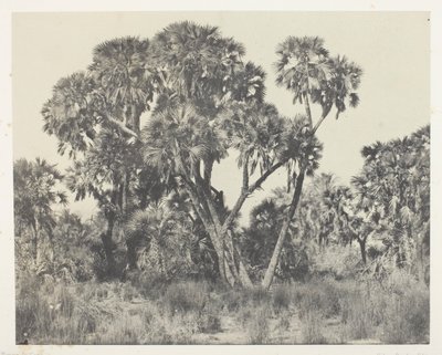 Doum palmer, Øvre Egypten af Maxime Du Camp