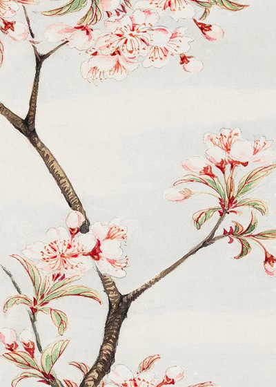 Sakura-kirsebær i årene 1870–1880 af Megata Morikaga