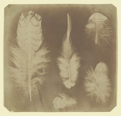 Kyllingefjer, ca. 1840. af Mervyn Herbert Nevil Story Maskelyne