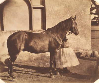 Sultan, midten af 1850