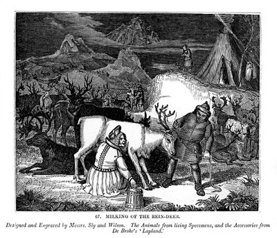 Malkning af rensdyr, 1843 af Messrs Sly and Wilson