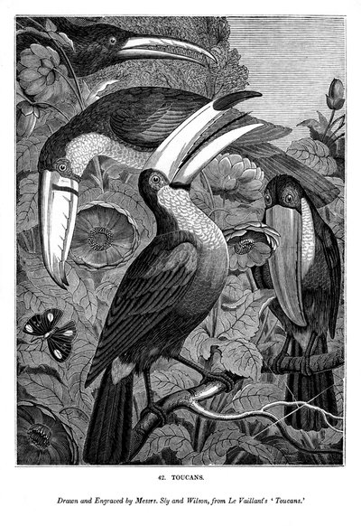 Tukaner, c1770-1820 1843 af Messrs Sly and Wilson