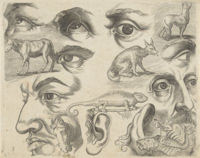 Studieark med tegningseksempler: øjne, hoveder og dyr Tegningseksempler (serietitel) af Michael Snijders