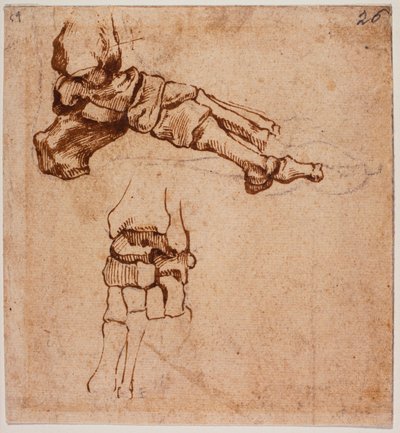 Anatomisk undersøgelse af foden af Michelangelo (after) Buonarroti
