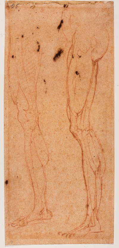 Undersøgelse af ben af Michelangelo (after) Buonarroti