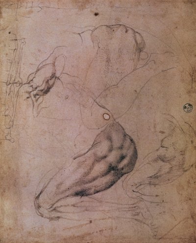 Det sixtinske kapel loft (1508-12): skitser af Evas skikkelse fra scenen med Den oprindelige synd (kul på papir) af Michelangelo Buonarroti