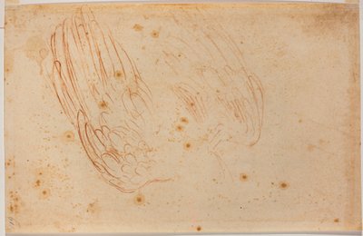 Skitse af en ørn af Michelangelo Buonarroti