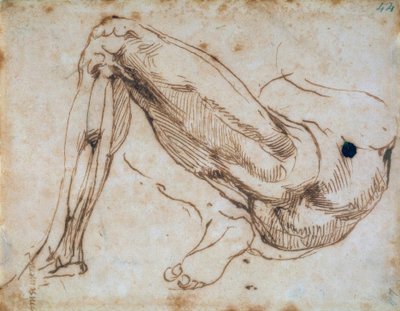 Studie af et ben af Michelangelo Buonarroti