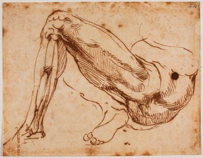 Undersøgelse af ben af Michelangelo Buonarroti