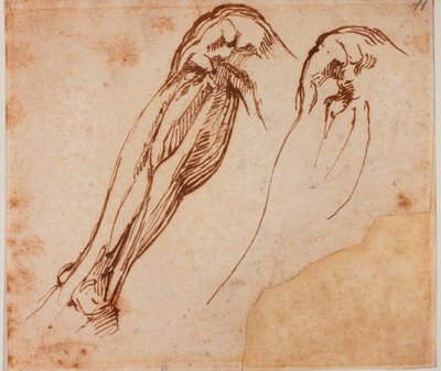To undersøgelser af ben af Michelangelo Buonarroti