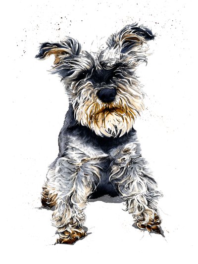 Ollie Schnauzeren på hvidt, 2019 af Mike Davis
