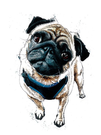 Teddy The Pug on White, 2019 af Mike Davis