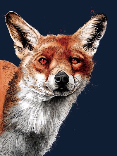 The Fox on Midnight Blue, 2020 af Mike Davis